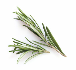 Fresh green rosemary sprig isolated on a white background