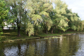 The lake in the park, which reflects trees, nature, summer.