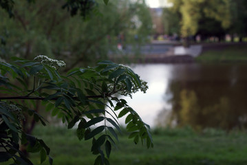 Fototapeta premium City park in summer, wildlife, trees.