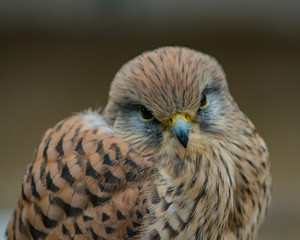 BIRDS OF PREY