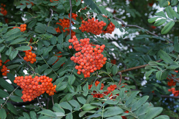 Rowan berries in a city park in summer, trees.