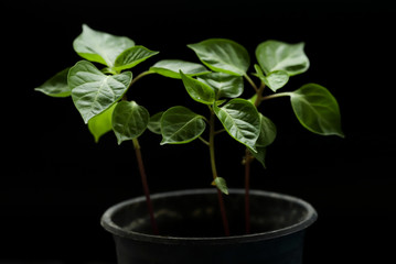 Young chili plant in a pot