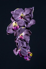 Plakat Violet orchid flower on black background close up..