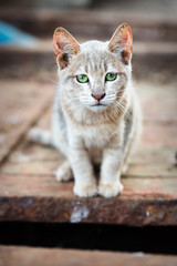 Small cat with green eyes Morocco port 