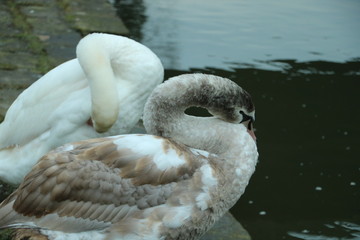 birds