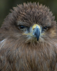 BIRDS OF PREY