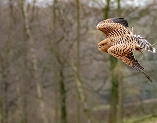 BIRDS OF PREY