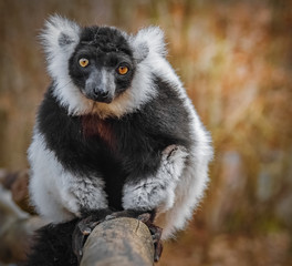 Vari Portrait