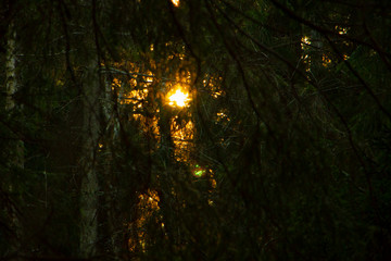 Sunset Sunshine Golden Lush Forest