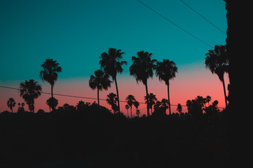 Pink Blue Palms
