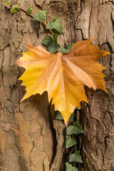 autumn leaves on wooden background