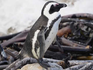 Naklejka premium Brillenpinguine - Kolonie bei Kapstadt in Betty's Bay