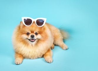 Cute Spitz dog in glasses on blue background