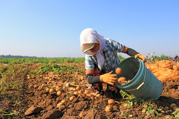 Farmers harvest potatoes in the fields, Luannan County, Hebei Province, China. - obrazy, fototapety, plakaty