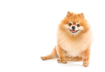 Fototapeta na wymiar .Cute Spitz dog isolated on a white background