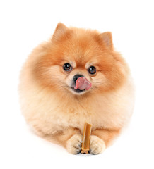 Cute spitz dog with food isolated on white background