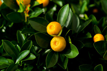 Miniature citrus trees with fruits in pots for sale in the garden shop. Orange,lemon,kumquat,mandarin trees. Citrus plants for interior.