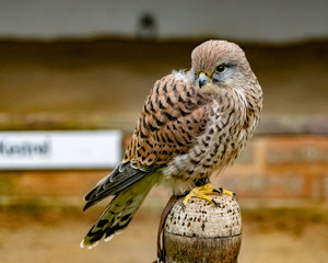 Birds of Prey at a Falconry Centre