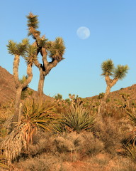 Joshua Trees with full moon in background - 328757701