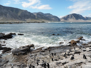 Fototapeta na wymiar Brillenpinguine - Kolonie bei Kapstadt in Betty's Bay