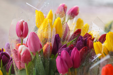 letterhead cards a bouquet of beautiful bright unusual flowers tulips