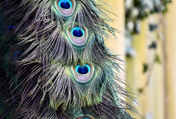 peacock feathers texture background 