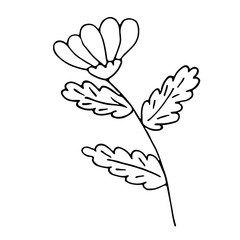 a hand drawn ox-eye daisy flower, outline sketch vector illustration, black and white simple drawing for cards, invitations