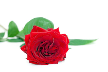A single red rose on white background