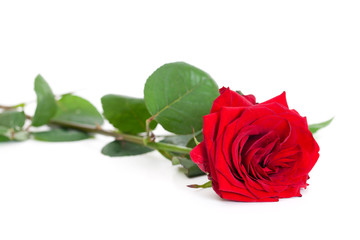 A red rose isolated on white background