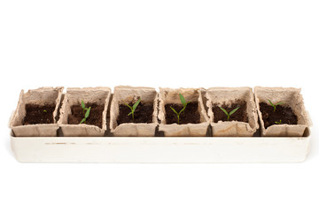 A row of small pepper's sprouts