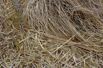 A lot of dried long grass. Yellow grass background