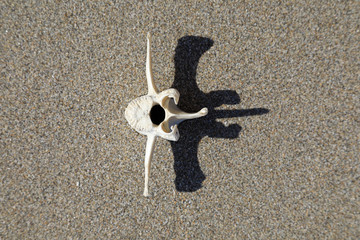 vértebra de oveja sobre arena de playa 4M0A6730-as20