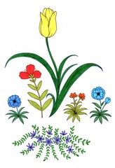 Hand drawn a set of floral elements, Flat style, Botanical illustration.
