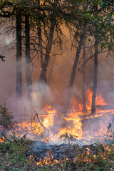 Trees on Fire in California