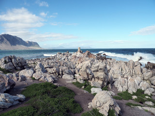 Fototapeta na wymiar Brillenpinguine - Kolonie bei Kapstadt in Betty's Bay