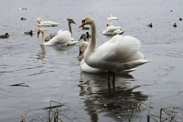 Swans in the water. Cold water and swans