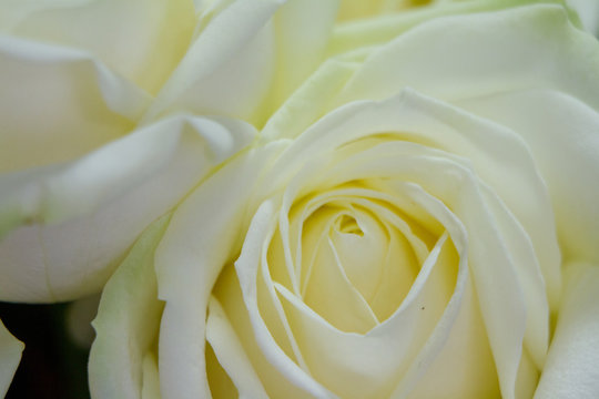 Extremely close up frame of a white roses on a gray background, greeting card or concept