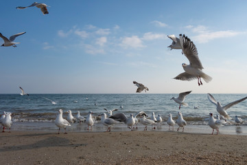 Seagulls and pigeons on the seashore on the beach on a sunny spring day.