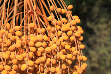 dátiles colgando de la palmera alimento fruto 4M0A7302-as20