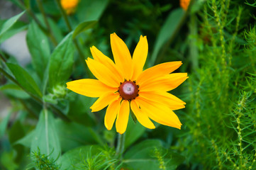 Yellow flower among the dense green grass.