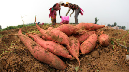 Farmers harvest sweet potato on a farm in Luannan County, Hebei Province, China.