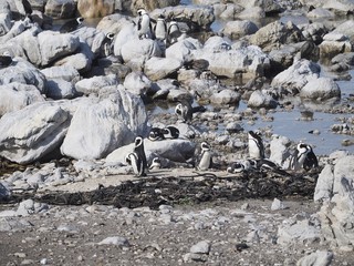Brillenpinguine - Kolonie bei Kapstadt in Betty's Bay