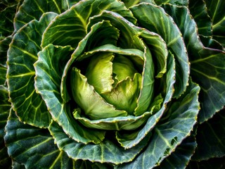 cabbage growing in the garden