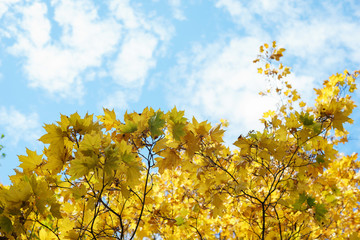 Bright yellow autumn leaves on tree branches against a beautiful blue sky in the clouds.