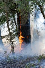 Fototapeta na wymiar Trees on Fire in California