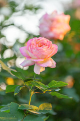 Romantic Pink Rose flower on a tree