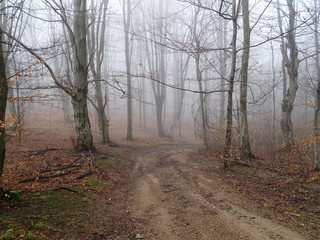 Fototapeta premium road in the forest
