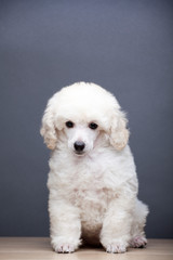 image of dog dark background 