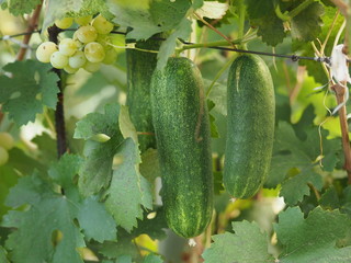 Fresh cucumber grows on a Bush. Fresh cucumber is an environmentally friendly fruit growing on a Bush