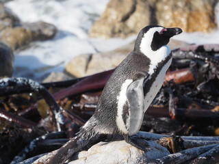 Obraz premium Brillenpinguine - Kolonie bei Kapstadt in Betty's Bay